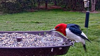 Red-headed woodpecker visits Live Bird Feeder Cam -Gettysburg!