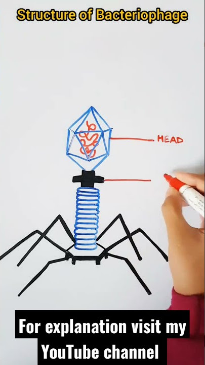Structure of Bacteriophage | Virus Diagram #biology #diagram