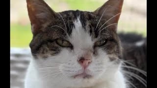 The loss of a Furball OG is heartbreaking. 💔🌈 #cat #love #spayandneuter #family #restinpeace by Furball Farm Cat Sanctuary 3,535 views 1 month ago 1 minute, 15 seconds