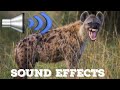 Hyena Call Sound Effects Hyena Call Sound Effects