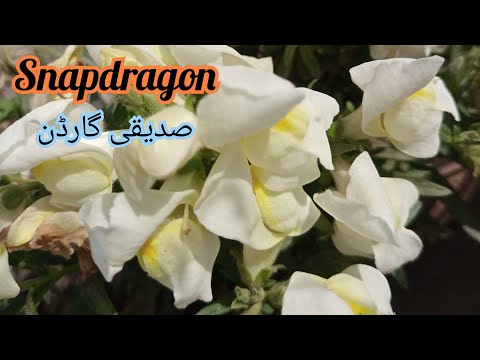 Videó: Snapdragon: Fényes és Szerény Virág