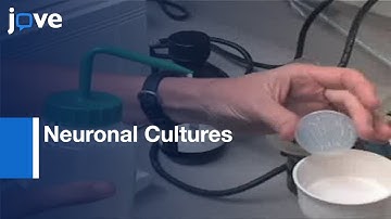 Preparation: Neuronal Cultures From Midgastrula Stage Drosophila Embryos l Protocol Preview