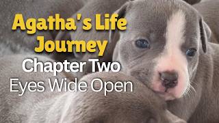Agatha’s Life Journey | Chapter Two: Eyes Wide Open