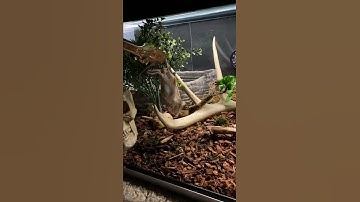 Reticulated Python Feeding! #retic #snake #reptile #ballpython #reticulatedpython #youtubeshorts