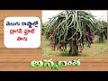 Dragon Fruit | A Newly Emerging Crop In Telugu States || ETV Annadata