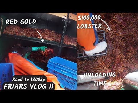 UNLOADING 1800kg of lobster after 9 days at sea!. life updates and more.-- Friars fishing vlog 11