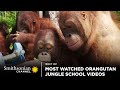 Most watched orangutan jungle schools  smithsonian channel