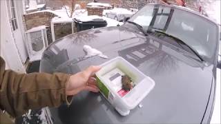Bats in House During Winter