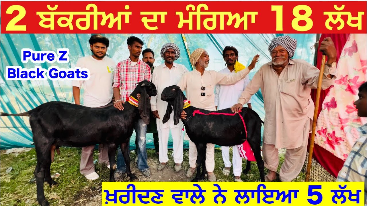 2 ਬੱਕਰੀਆਂ ਦਾ ਮੰਗਿਆ 18 ਲੱਖ 😱😱 |Mela Jarg 2025 |Goat Goats |Best beetal goat in Punjab 