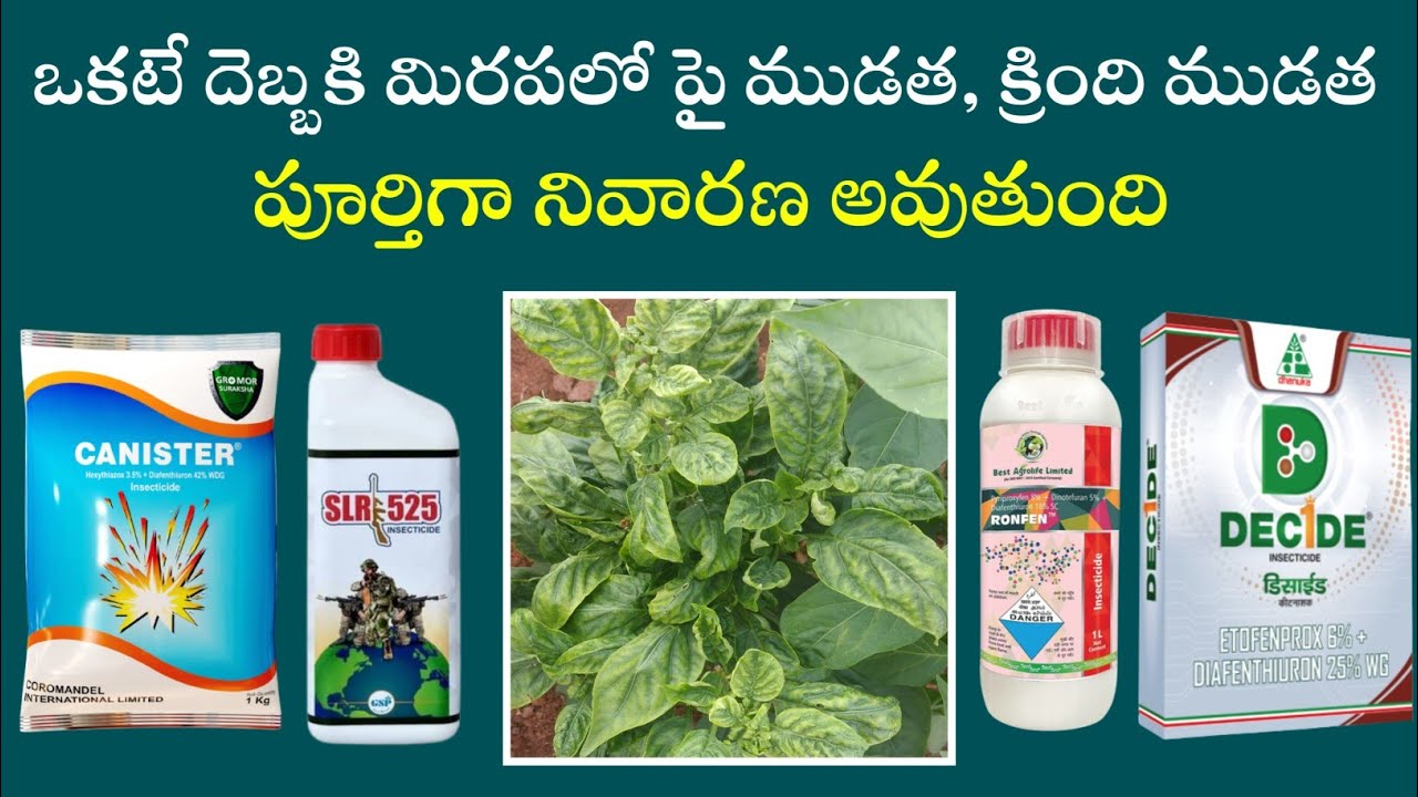 ఒకటే దెబ్బకు మిరపలో పై ముడత క్రింది ముడత పూర్తిగా పోతుంది | best agro ronfen, canister, SLR 525