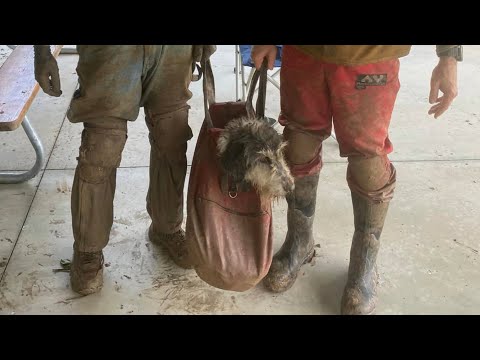 Explorers Rescue Missing Dog From Missouri Cave