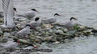 Birding on Anglesey - 25th July 2020