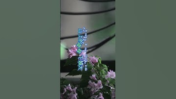 Thumbnail of 我是你的格桑花🎵 #翻唱#laguemasmandarin90an #抖音 #大陸歌 #音樂 #抒情小曲集 #分享 #必听热门歌曲 #推薦 #新歌更新#song #music #shortvideo