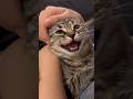 【猫動画】ママの温もりでウトウトしちゃう赤ちゃん子猫が天使すぎるwww #shorts