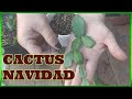 ✔️Como RESCATAR Trasplantar y Reproducir CACTUS de NAVIDAD/Cuidados CACTUS NAVIDAD/CACTUS NAVIDAD🌵😍👍