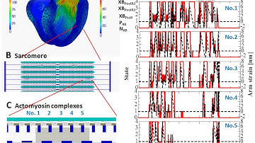 Multiscale model of the beating heart