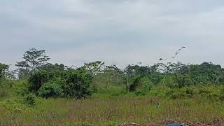 Suara Burung Branjangan Di Alam Kalimantan