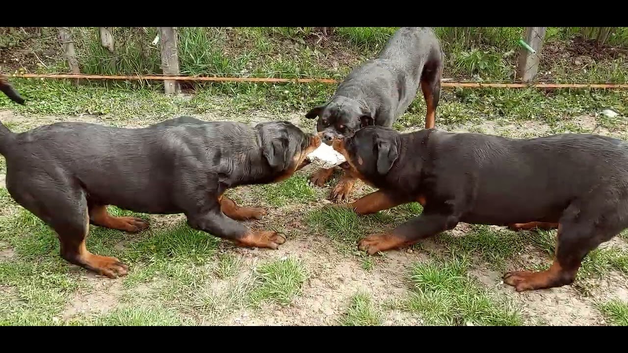 ROTTWEILERS THUG WAR ( 7 MONTHS OLD PUPPIES WITH EXTREME BONES MASS ...