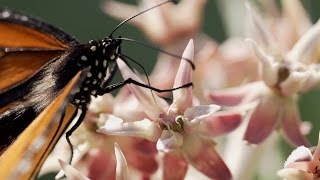Monarchs & Milkweed - Yosemite Nature Notes - Episode 24
