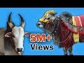Indian cow : a moving temple (documentary trailer)