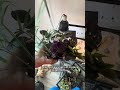 Brand NEW vivarium for micro geckos