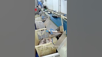 Fish weight sorting machine #seafoodprocessing #machine #equipment #fishing #food #fish #factory