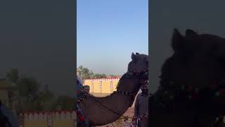 Molvi On Camel 2