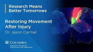 Restoring Movement After Spinal Cord Injury: Dr. Jason Carmel’s Mission in Restorative Neurology