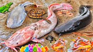 Wow! Menangkap Ikan Lele Albino Dalam Lubang Ada Ikan Gabus, Lele Besar, Ikan Hias Warna Warni, Ular