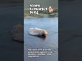 Mop dog #world #pets #petlover #uniqueanimals #facts #factshorts #generalknowledge #animalshorts #gk