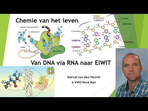 Video: Wat is RNA-verwerking?