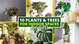 10 Large Indoor Plants and Trees for Your Space