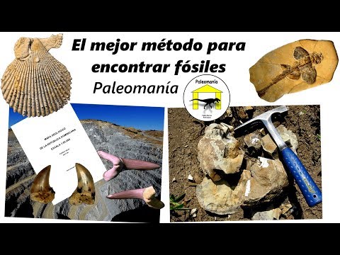 Vídeo: Los Mejores Lugares Para Encontrar Fósiles