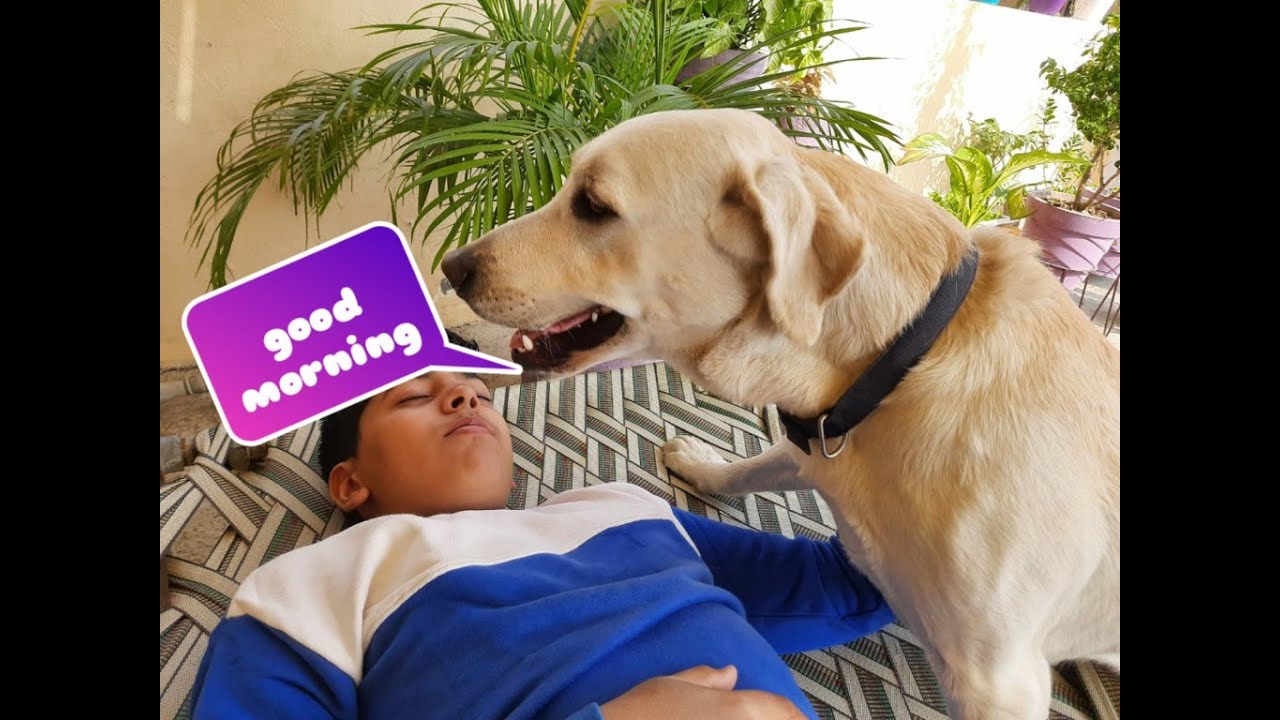 How my dog wakes me up in morning? YouTube