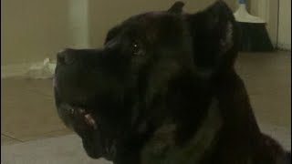 YOU OWN A CANE CORSO POV… 😅😎