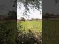 Farmer's life💚💛🤍💜😍 #farmer #farming #shortvideo #vlog #sandydiaries