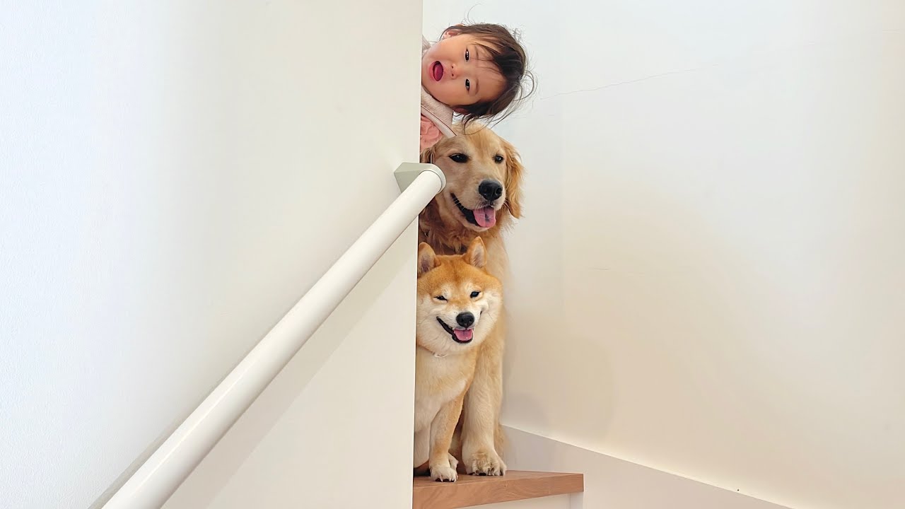 帰らないといけないことがわかると帰りたくないと可愛くアピールをしてくる豆柴とゴールデンレトリバー達