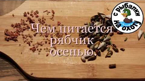 Чем питается рябчик осенью. С рыбалки на охоту.