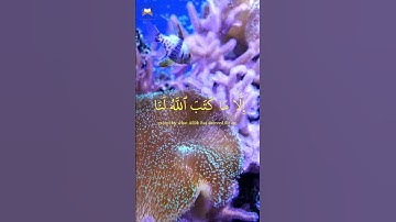 💕 أجمل ما قيل في الصبر على البلاء والشدائد | آيات قرانية قصيرة 💕