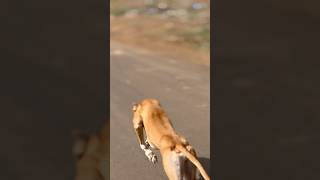 Kolhapur dog race 🚀😱 || kolhapur dog racing / dog race maharashtra || #shorts #arfyads