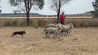 Karmala Sun Gibson x Sunny 7 mths second run by karmkelpies 392 views 4 months ago 3 minutes, 52 seconds