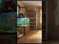 Room Animals - Watch the full episode on the channel #viral #trending #funny #shorts
