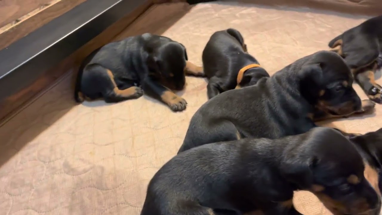 A Bakers Dozen Of Doberman Puppies!! "U" Litter 19 Days Old