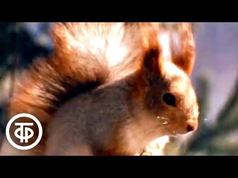 Видео: Какие животные живут в предгорьях?