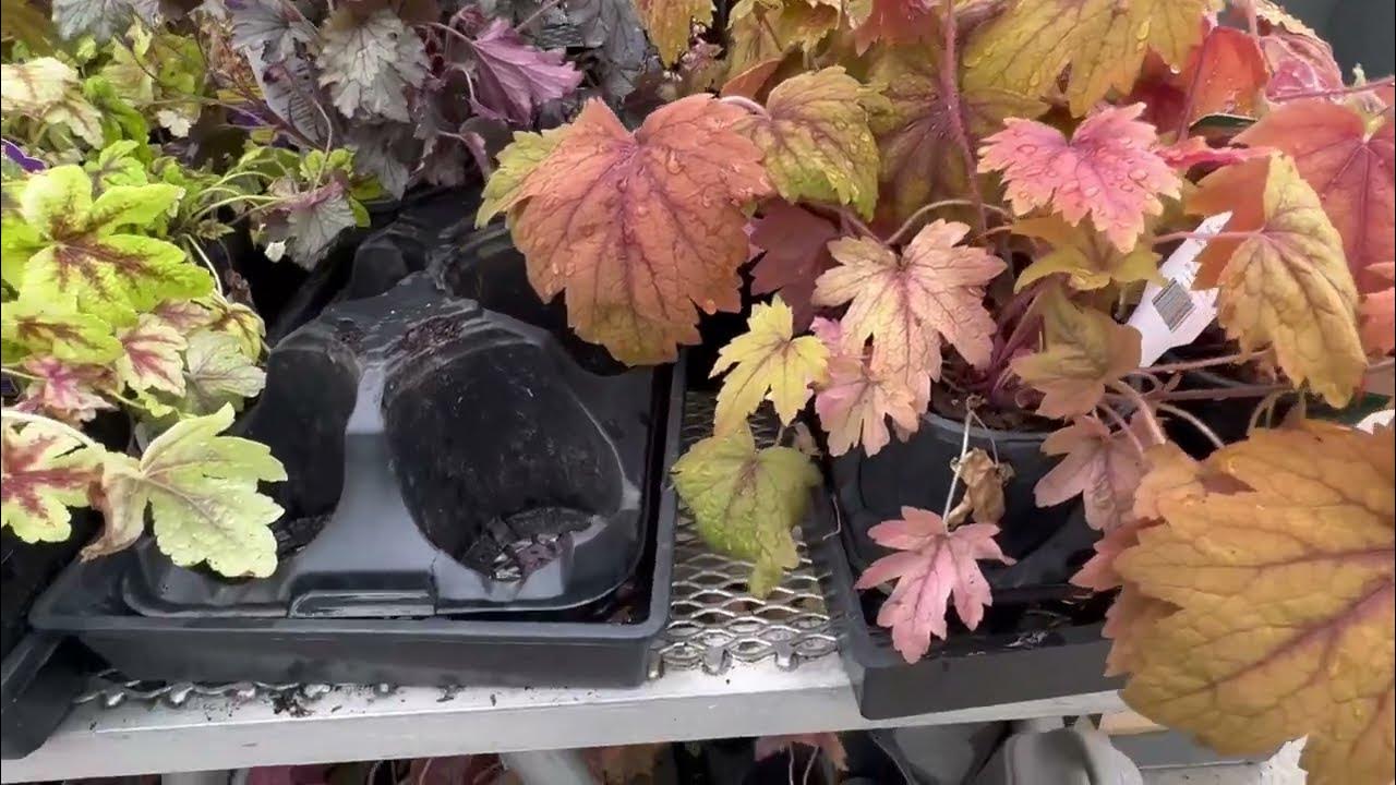 Sky Nursery at Shoreline,WA YouTube