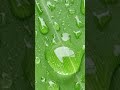 Rain Drops Banana Leaf