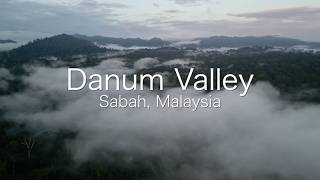 Danum Valley Primary Rainforest with Wild Orangutangs | Sabah, Malaysia
