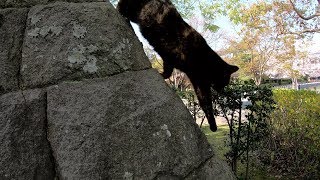 高い壁の上にいたサビ猫を呼んだら降りてきてくれた！
