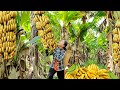 Harvesting big banana  market sale enjoy the taste of the bananas as i harvest them  daily life