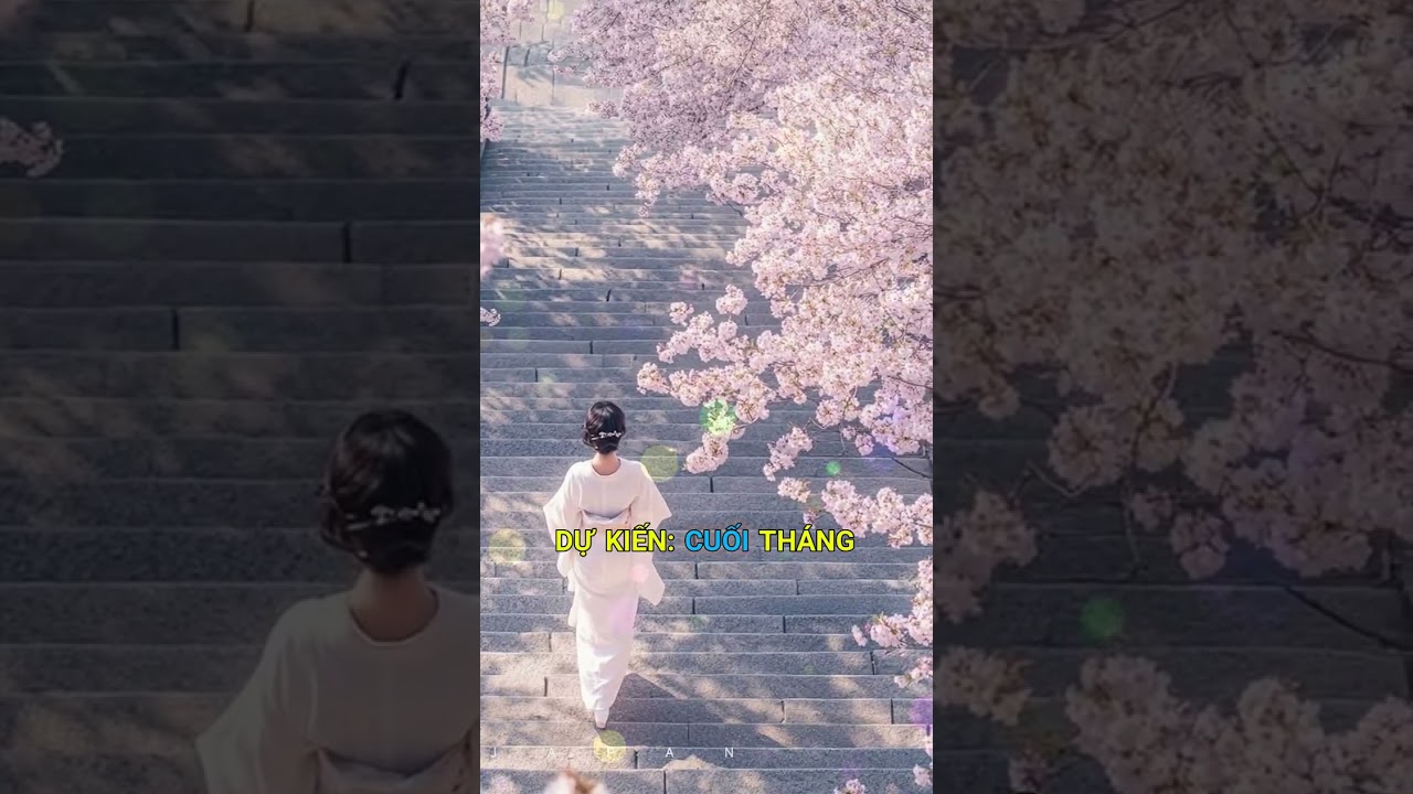 Mùa Hoa Anh Đào  ở Nhật Bản , Hàn Quốc Và Trung Quốc #hoaanhdao #nhatbanmuahoaanhdao #hanquoc